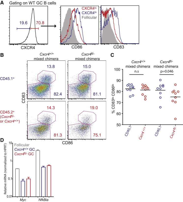 Germinal Center Centroblasts Transition to a Centrocyte Phenotype ...