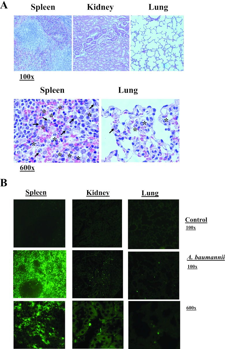 FIG 3 