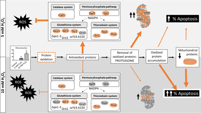 FIG 10