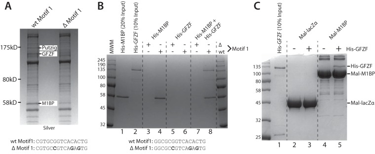 FIG 1