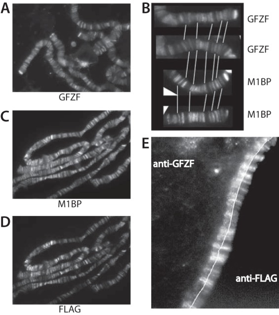 FIG 2