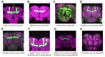 Figure 2—figure supplement 2.