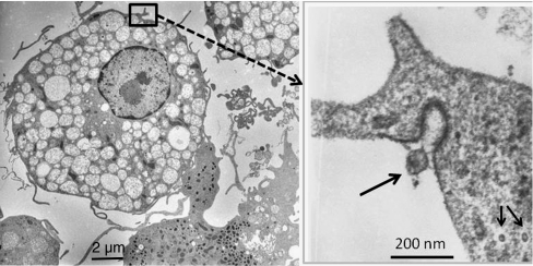 Fig. 6