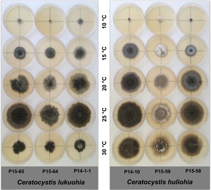 Fig. 10