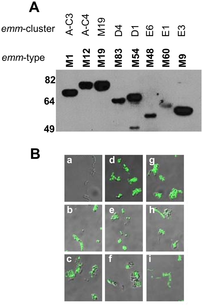 Fig 4