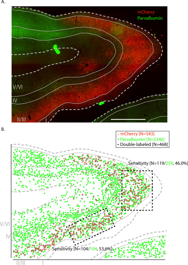 Figure 1—figure supplement 1.