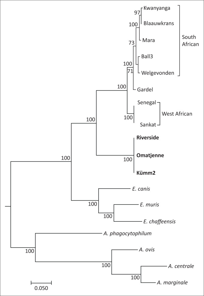 FIGURE 1