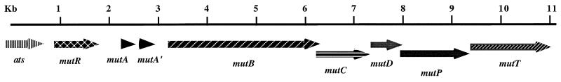 FIG. 1