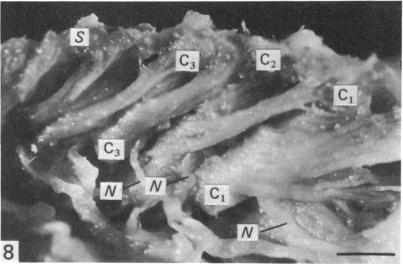 Fig. 8