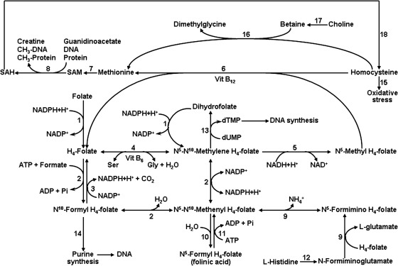 FIG. 2.