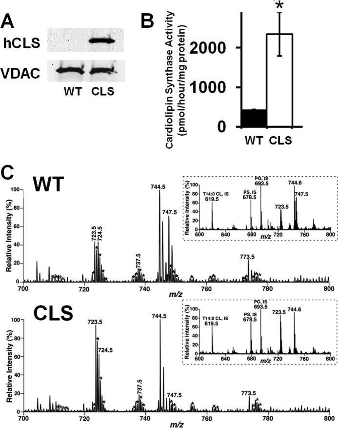 FIGURE 1.