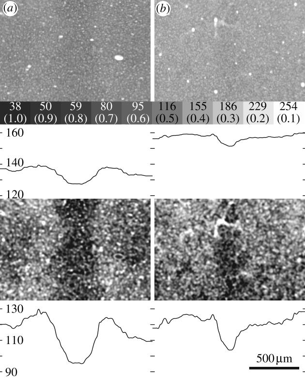 Figure 20