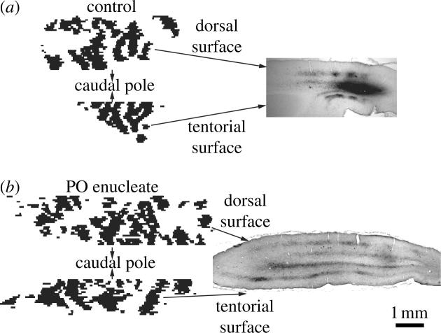 Figure 18