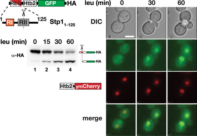 FIGURE 1: