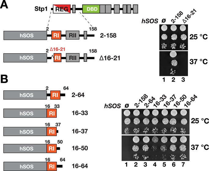 FIGURE 2: