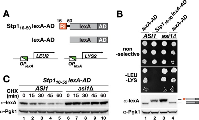 FIGURE 7: