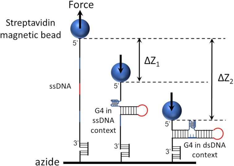 Graphical Abstract