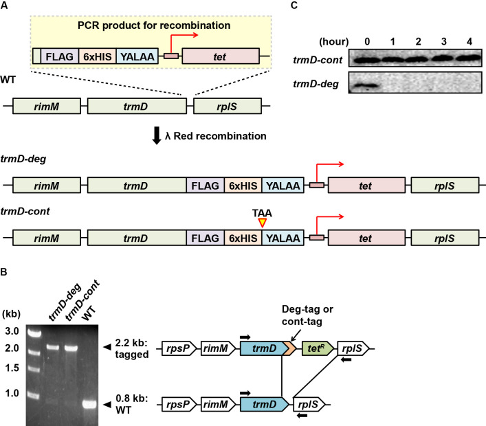 Figure 1—figure supplement 1.