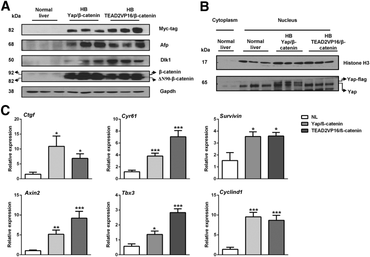 Figure 4