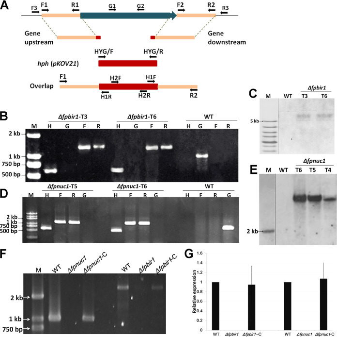 FIG 3