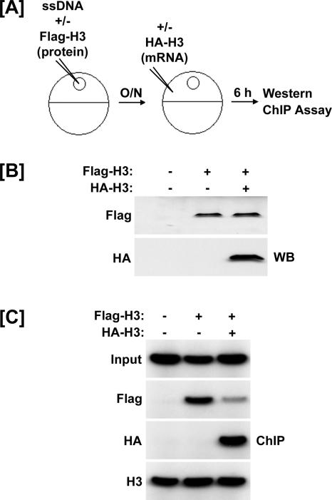 FIG. 7.