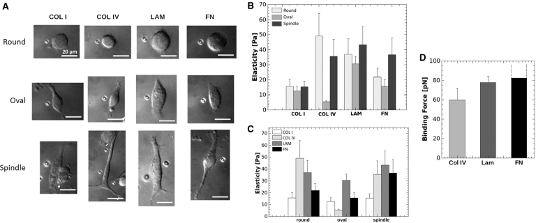 FIG. 4.