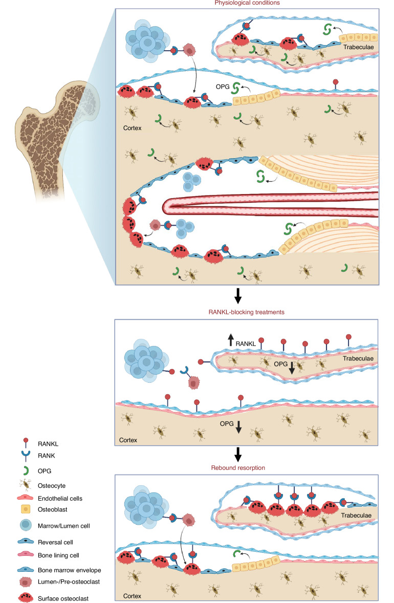 Fig. 10