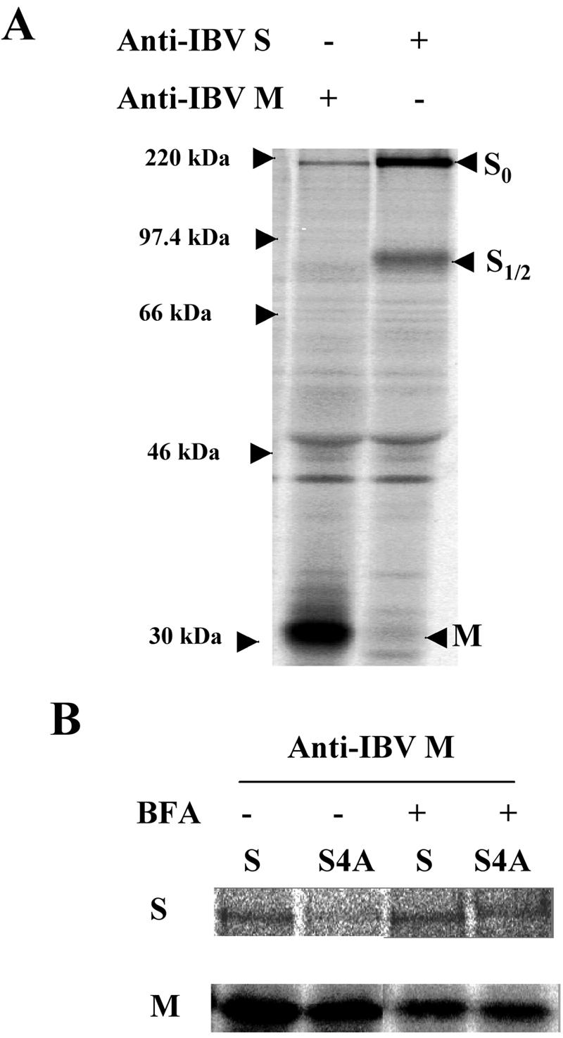 FIG. 8.