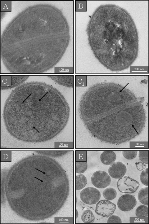 FIG. 5.