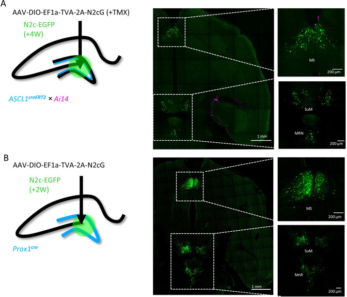 Figure 2—figure supplement 1.