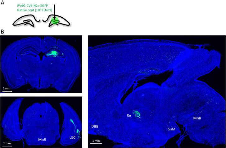 Figure 1—figure supplement 3.