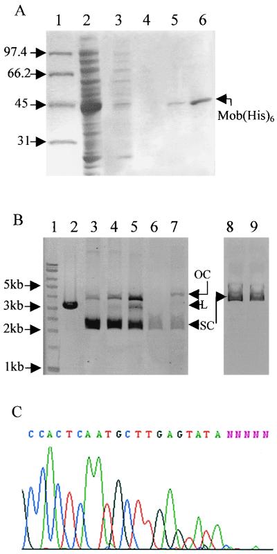 FIG. 5