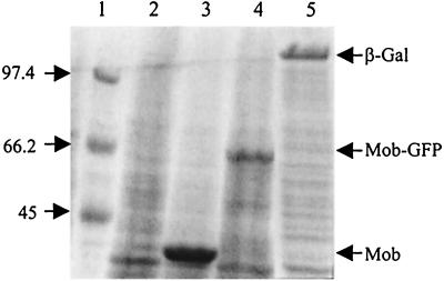 FIG. 3