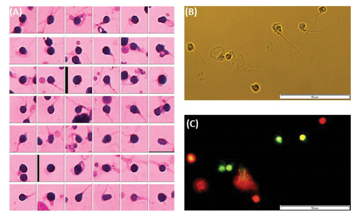 Fig.1