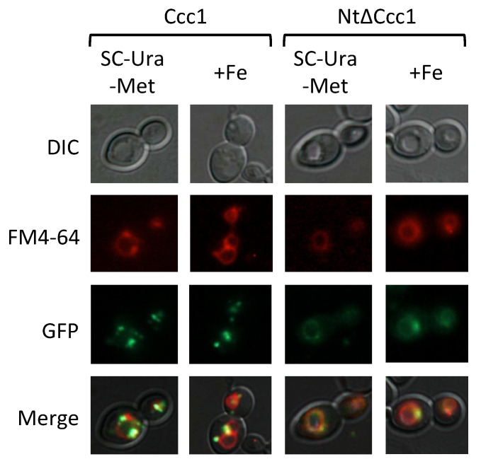 Figure 6