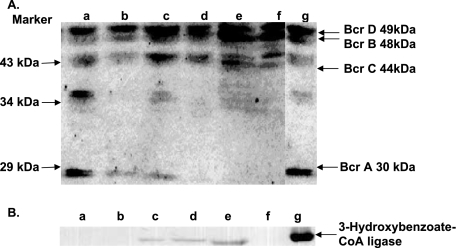 FIG. 5.