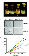 FIG. 2.