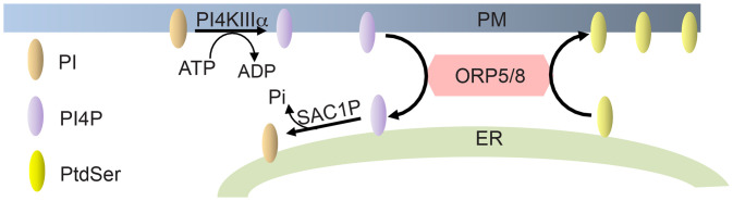 Fig. 1.