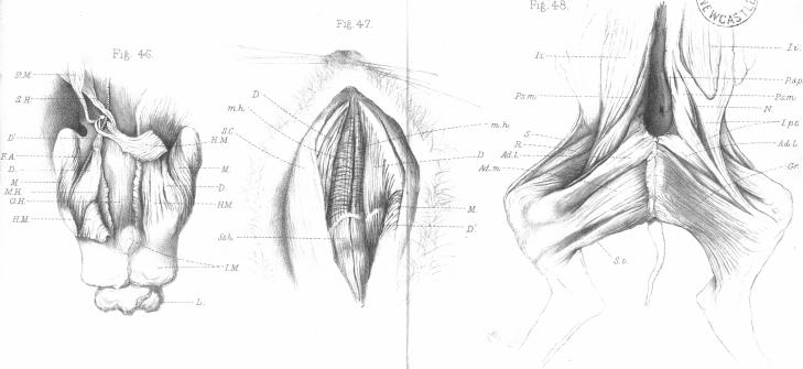 Figs. 46-48