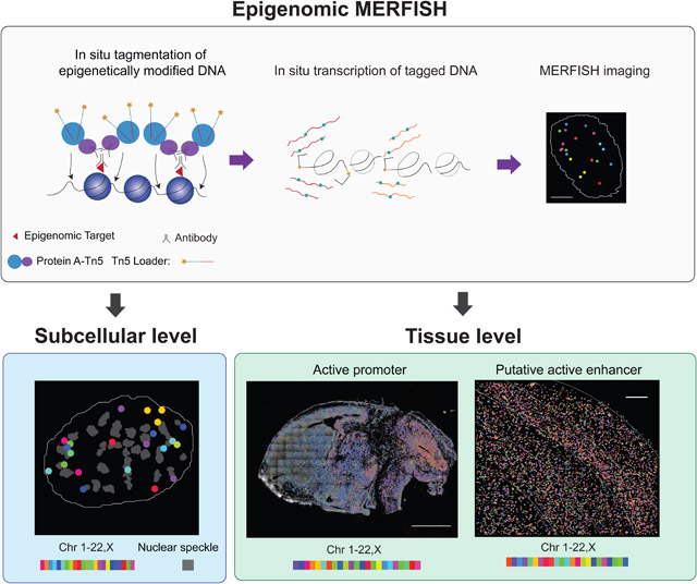 graphic file with name nihms-1843013-f0001.jpg