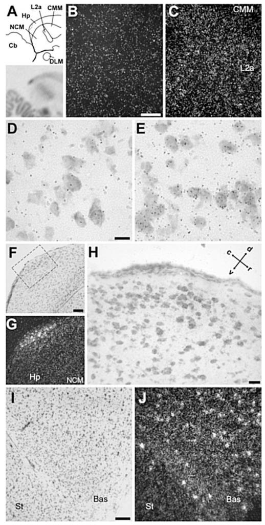 Fig. 10