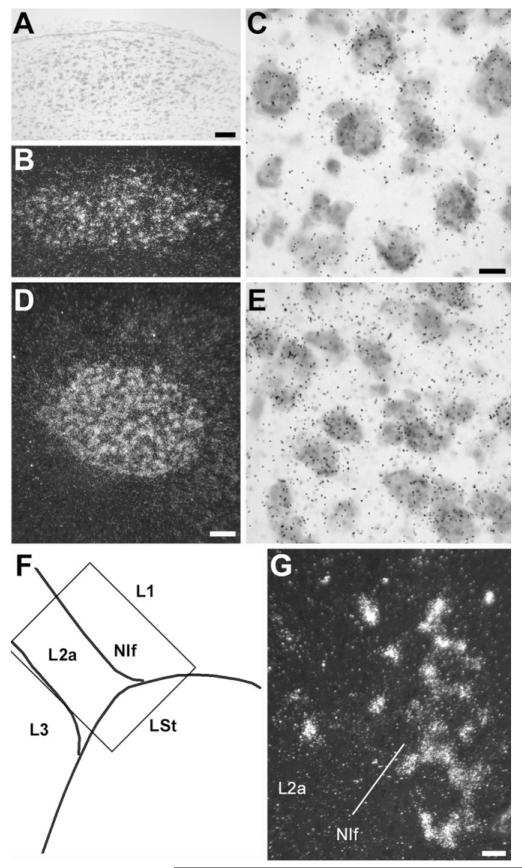 Fig. 13