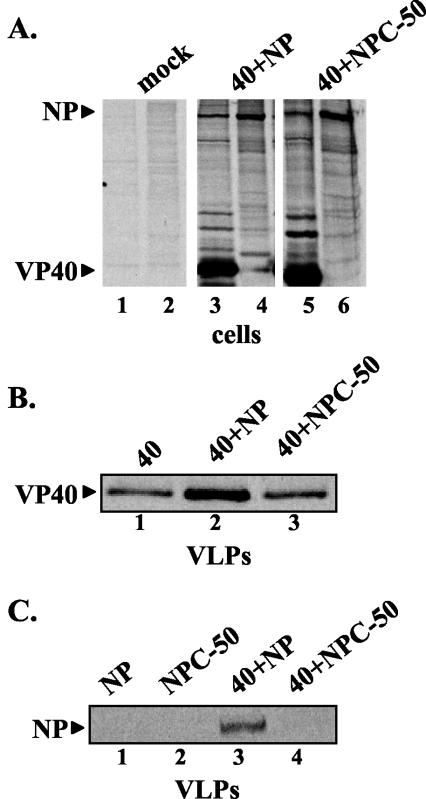 FIG. 8.