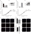 Figure 2. Knockdown of SIRT5 inhibits proliferation of GC–2 spd cells. Following transfection with siRNAs, SIRT5 expression was suppressed in GC–2 spd cells at both (A) transcriptional and (B) transla...