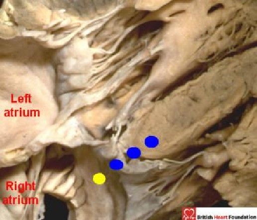 Figure 24