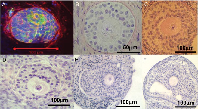 Figure 4