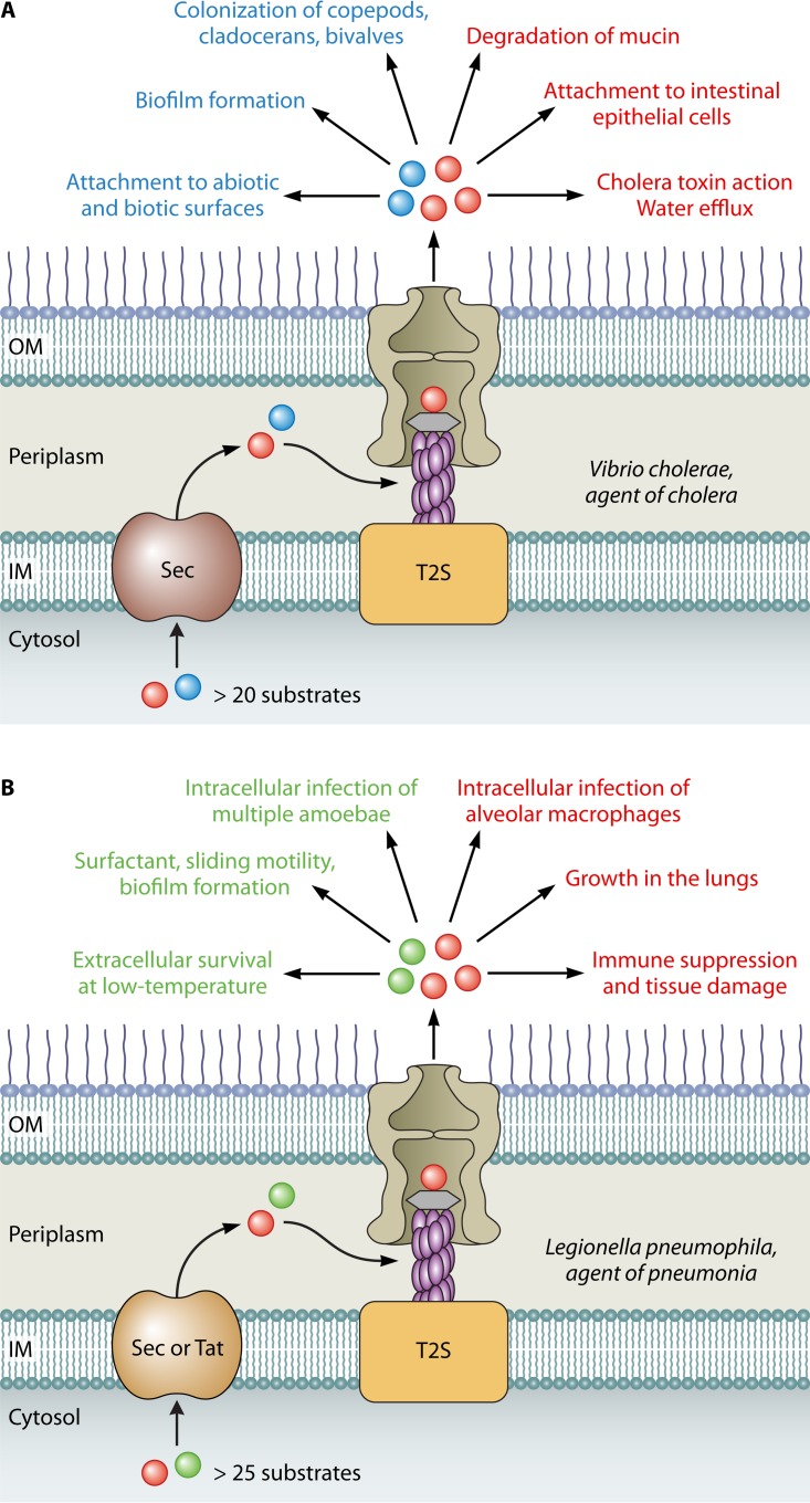 FIG 2