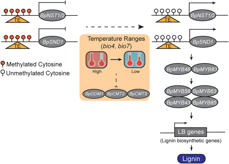 Figure 5