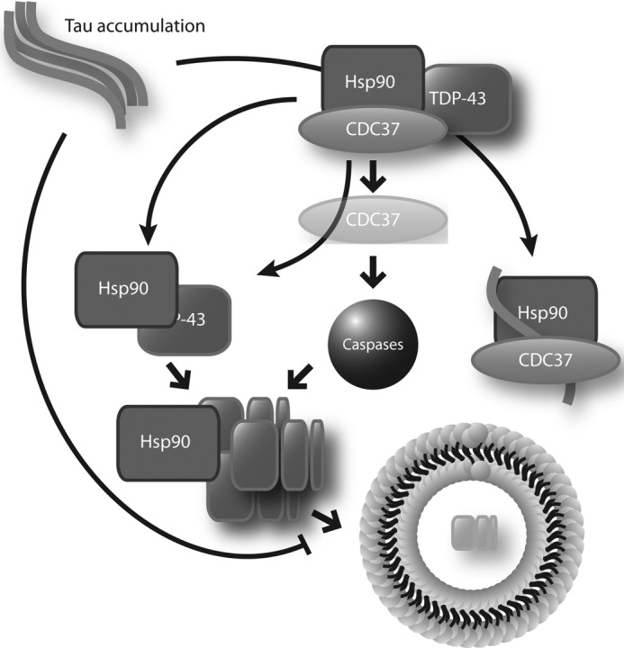 FIGURE 7.