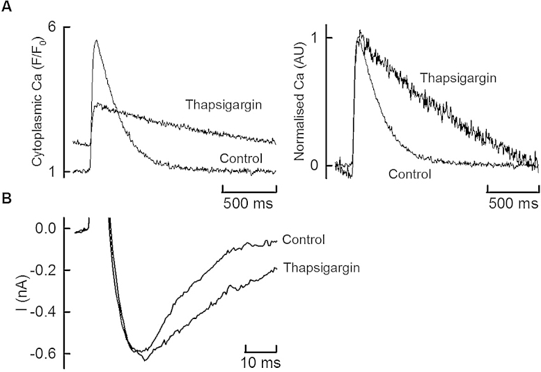 Fig. 5